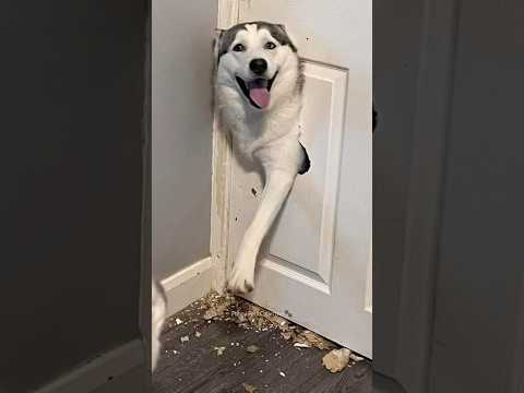 Normal dogs vs Huskies🤣🐕#shorts #dog #doglover #dogs #husky #huskydog #huskies #howlingdog