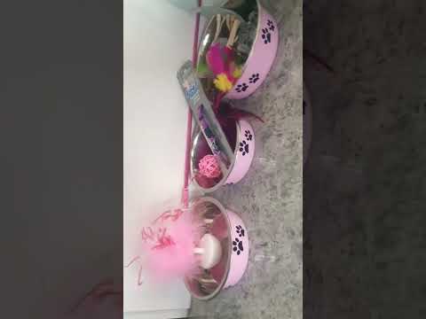 Welcome Home💕💫❤️Aziza Sofia *My Surname* ❤️I got the name Aziza and the breeder called her Sofia❤️❤️