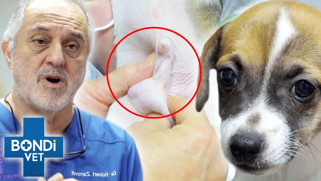 Saving Rescue Puppies From Life-Threatening Hernias 💔 | Bondi Vet Clips | Bondi Vet