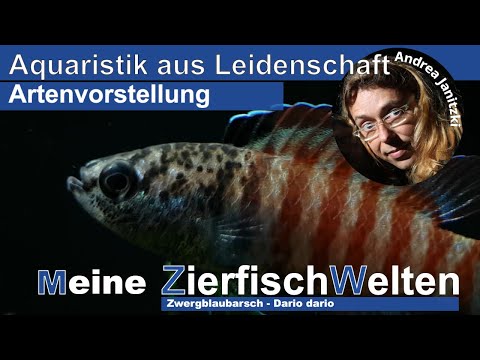 Meine ZierfischWelten Zwergblaubarsch - Dario dario