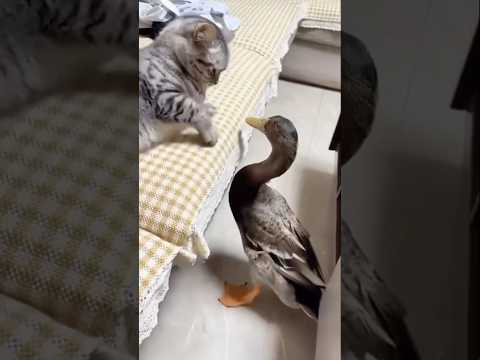 Cat vs duck heavy fight 😂😹
