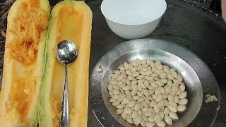 How to save Zucchini / courgette seeds.. Also works for squash & pumpkins..