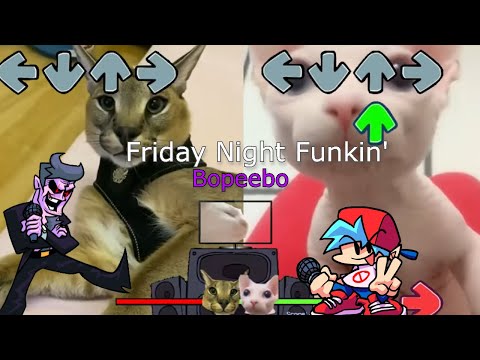 Floppa vs Bingus?! But its Friday Night Funkin' (Full Version) (FNF Week 1 Bopeebo)