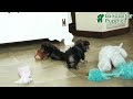 Yorkshire Terrier dogs for sale: Beth - Video 1