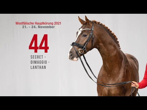 Hauptkörung 2021 Reitpferdehengste Kat-Nr. 44 Secret - Dimaggio -Lanthan