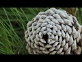 The Fibonacci Sequence Explained