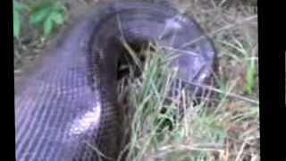 preview picture of video 'Biggest Snake in the World Eating a Calf or Young Bull, Boa Gigante Colombia. Just Real Nature'
