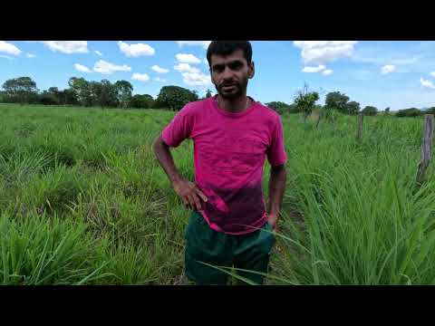 Excelente Sítio à Venda em Flores de Goiás | 25 ha, Casa, Poço Artesiano e Pasto Formado
