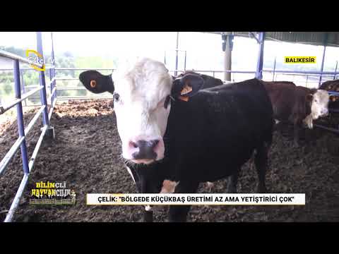Kapalı Alanda Koyunculuk - Bilinçli Hayvancılık / Çiftçi TV