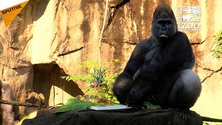 Jomo The Gorilla Celebrates His 26th Birthday
