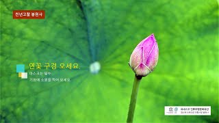 연꽃 구경 오세요. 마스크는 …