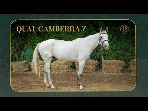 QUAL CANBERRA Z | Yegua de salto con proyección 🐎✨ | 4P Horses