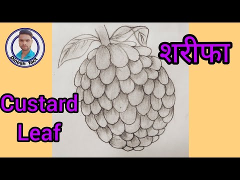 how to draw a beautiful Custard leaf ? सुंदर शरीफा कैसे बनाया जाता हैं?