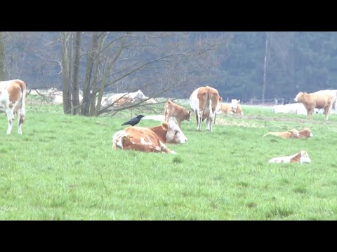 Mysteriöser Kälbertod in Brandenburg: Kolkraben als Killer? | DER SPIEGEL