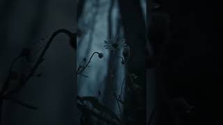 Download lagu Dark Horror Forest After Rain | Rotten & Eerie Vibes #nature HorrorForest #RainSoakedForest mp3