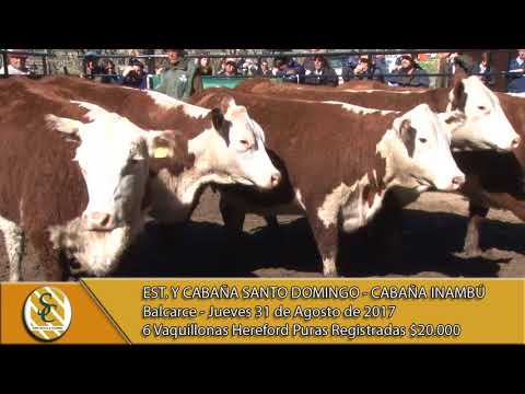 31-08-17 Venta Vaquillonas P. Hereford PR y VIP - Santo Domingo e Inambu - Balcarce