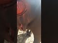 Utres Heat Check Process Of A Young Buffalo Full Video Village Info