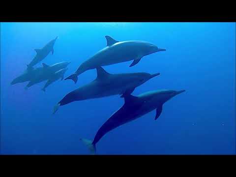 Pod of Spinner dolphins in the bay of Marsa Shagra 7-9-2018
