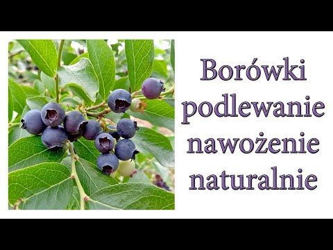 Borówki - podlewanie, nawożenie - naturalnie - Ogrodowe pierdamony 107