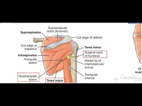 Shoulder intermuscular spaces