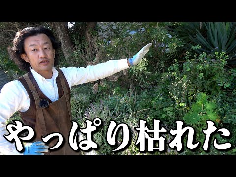 メイフラワーについて詳しく解説