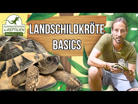 Mediterranean TURTLES - Keeping and Care