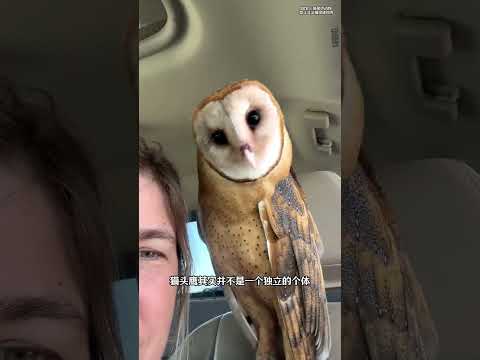 當你想要摸一下貓頭鷹的爪子時 它就會兇狠的盯著你 然後…… #動物科普 #動物解說 #貓頭鷹