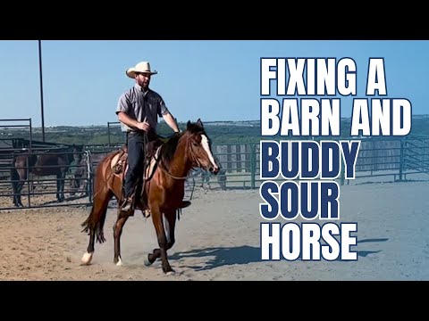 I GUARANTEE this will Fix ALL Barn and Buddy Sour Horses!