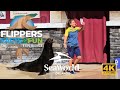 Flippers Facts And Fun The Sea Lion Experience SeaWorld Orlando 2025 4K