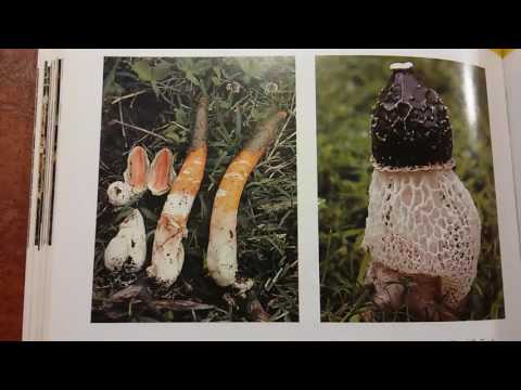 Dog Stinkhorn/Mutinous elegans - Reference Guide