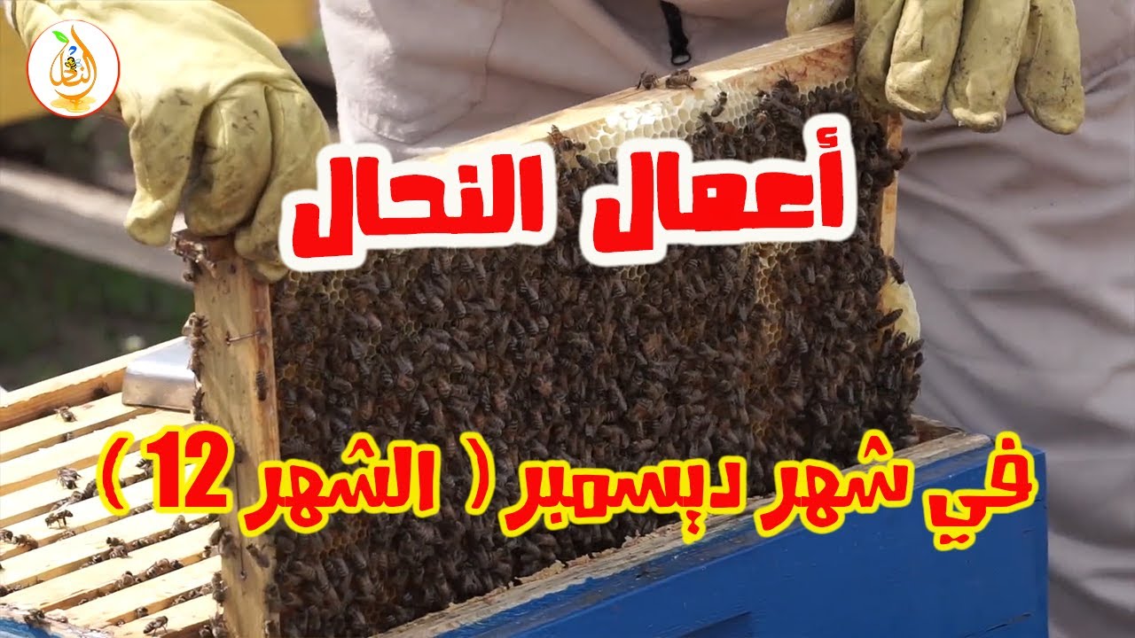 أهم الأعمال والنصائح التي يقوم بها النحال في شهر ديسمبر/ الشهر 12