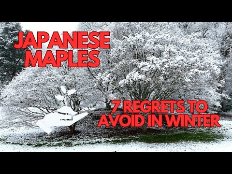 Japanese Maple Gardening 7 regrets to avoid in winter