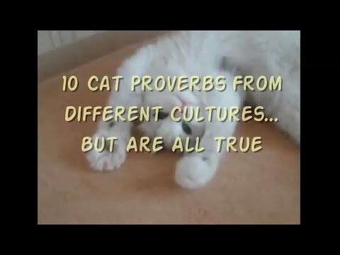 Cat Proverbs From Different Cultures That Are Crazy Accurate