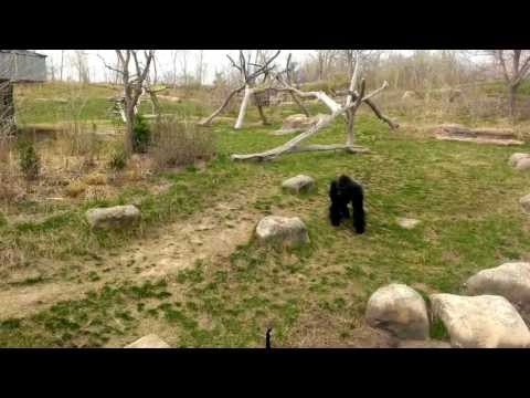 Gorilla vs. Goose