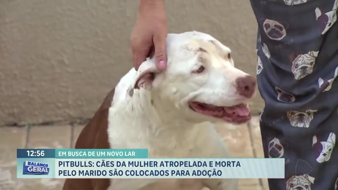 Pitbulls de mulher atropelada e morta pelo marido são colocados para adoção, em Franca