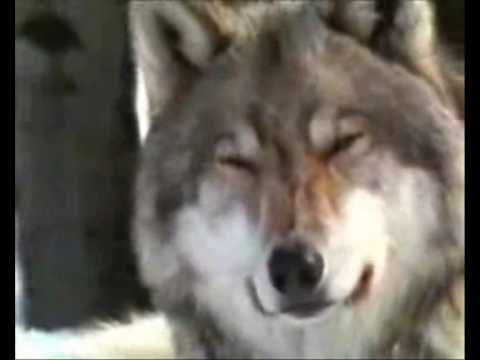 Edinaka - Вълчи нрави