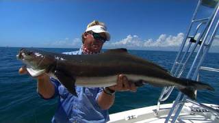 preview picture of video 'Mogan Mayhem - WILD COBIA action in Cape Canaveral'