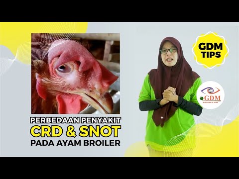 , title : 'Perbedaan SNOT & CRD Pada Ayam Broiler (+ Cara Mencegahnya!)'