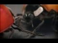 Peugeot 207 Ladybugs