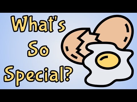 What's So Special About Eggs? - A Brief Analysis