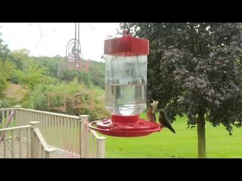 Hummingbirds Gone Wild pt. 2