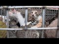 Vietnam S Cruel Cat Meat Trade FOUR PAWS Www Four Paws Org