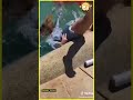 Idiots Across The World Viral Laugh Funny