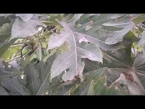 This is for the nature lover , fresh papaya