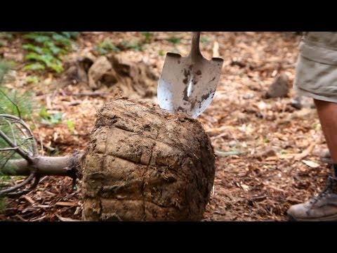 download lagu mp3 mp4 Strangles Lawn Care, download lagu Strangles Lawn Care gratis, unduh video klip Strangles Lawn Care