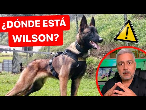 WILSON ¿Por qué se PERDIÓ el perro que SALVÓ a 4 niños en la selva amazónica? 🚨