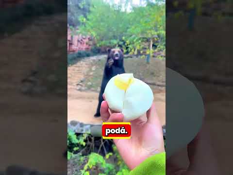 Medvěd mu závidel jeho jídlo!🍫😱