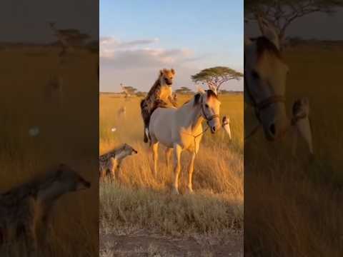 A Hyena Climbs Up A Horse And Sits As Others Observe#Hyena#Horse#AnimalVideo#Wildlife