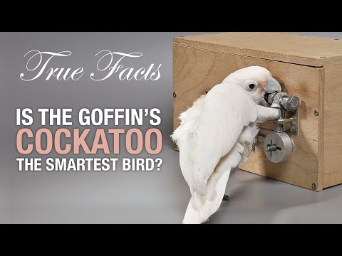 True Facts: Is The Goffin's Cockatoo The Smartest Bird?