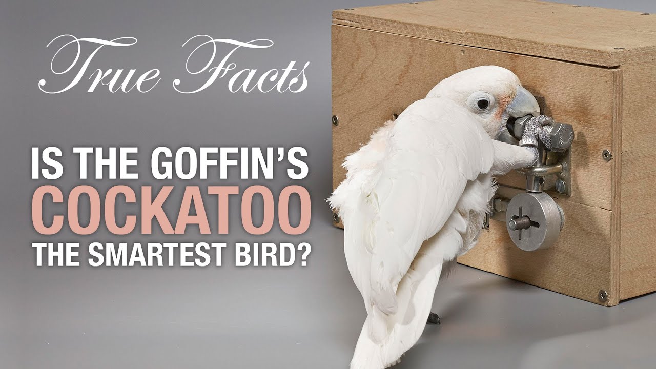 True Facts: Is The Goffin's Cockatoo The Smartest Bird?